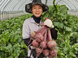 25년 4월 4일 수확 국내산 햇 생 알 레드 비트 차 즙용 건조차 가공용 맛있는 못난이비트 3kg