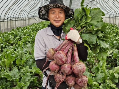 25년 4월 4일 수확 국내산 햇 생 알 레드 비트 차 즙용 건조차 가공용 맛있는 못난이비트 5kg
