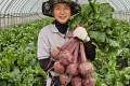 25년 4월 4일 수확 국내산 햇 생 알 레드 비트 차 즙용 건조차 가공용 맛있는 못난이비트 10kg