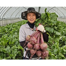 25년 4월 4일 수확 국내산 햇 생 알 레드 비트 차 즙용 건조차 가공용 맛있는 못난이비트 10kg