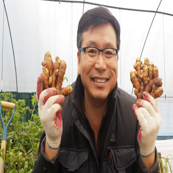 시골팜 생산자직발송 생울금(강황)/울금씨앗/울금종자/강황종자(특) 1kg