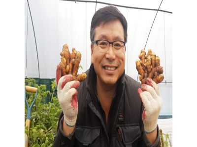 시골팜 생산자직발송 생울금(강황)/울금씨앗/울금종자/강황종자(특) 5kg