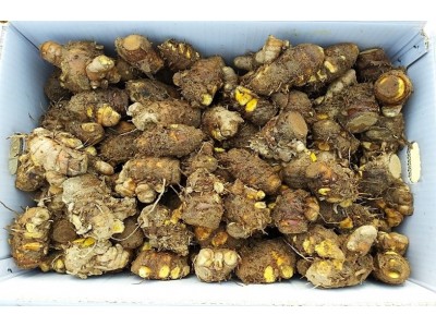 강황(울금)종자보다 생산량 많은 원순광(그루터기)(특)심는법 판매자팁 10kg