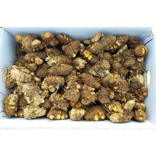 강황(울금)종자보다 생산량 많은 원순광(그루터기)(특)심는법 판매자팁 10kg